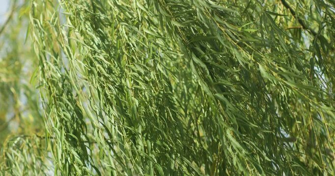 Willow branches just sprouting in spring