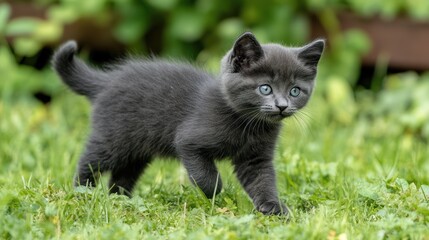 Kitten Outdoors in Grass