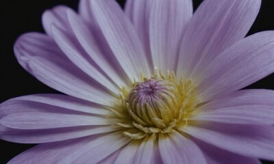 Romantic Lotus Flower with Water Drops on Black Background