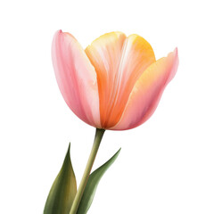 Naklejka premium A stunning close-up of a vibrant pink and orange tulip blooming gracefully, showcasing its delicate petals, green stem, and captivating beauty against a solid black background.