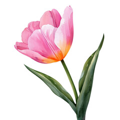 Fototapeta premium A stunning watercolor depiction of a pink tulip with vibrant colors, showcasing its petals and delicate leaves against a contrasting black background, evoking beauty and nature's charm.