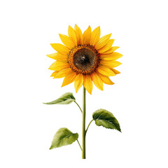 Obraz premium A stunning sunflower stands tall, radiating warmth and joy against a black backdrop, symbolizing vitality, beauty, and the simple pleasures of nature's artistry and grace.