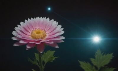 Romantic Lotus Flower with Water Drops on Black Background