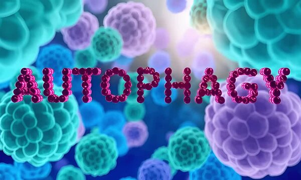 3D render of the word autophagy with human cell background, health and science concept"