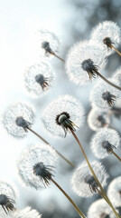 Obraz premium Field of Dandelions in Soft Light