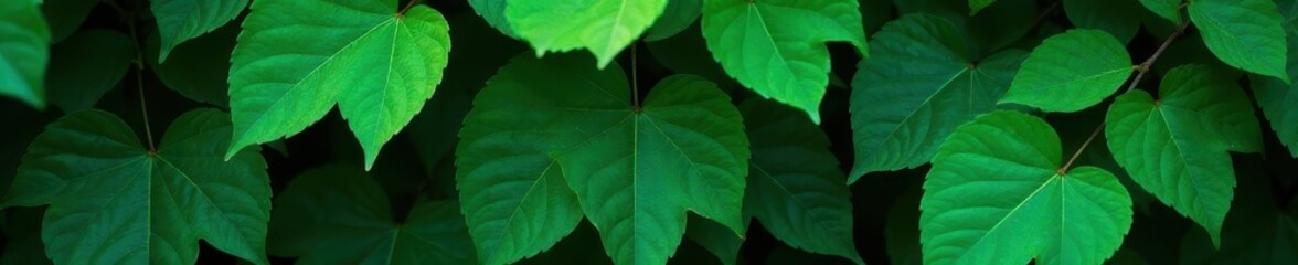 Deep emerald leaves, dense, shadowed undergrowth, stock, shrub