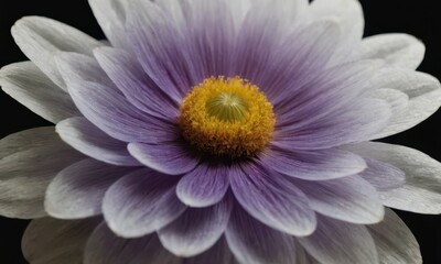 Romantic Lotus Flower with Water Drops on Black Background