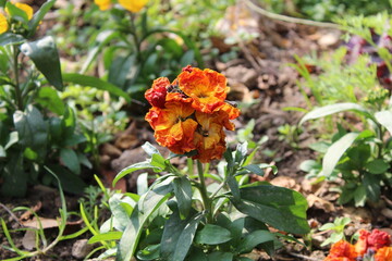 Erysimum cheiri, common wallflower or Cheiranthus Cheiriflower