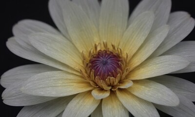 Romantic Lotus Flower with Water Drops on Black Background