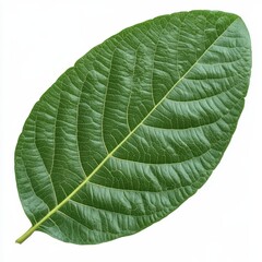 Obraz premium Large Green Leaf with Detailed Texture and Veins on a White Background for Nature Themes