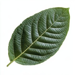 Obraz premium Isolated Green Leaf Detailed Texture Single Leaf Nature Background Fresh Design Element