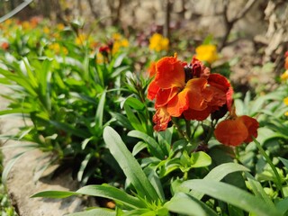 Erysimum cheiri, common wallflower or Cheiranthus Cheiriflower
