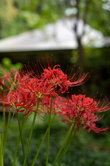 鎌倉2409Y　妙法寺3　曼珠沙華