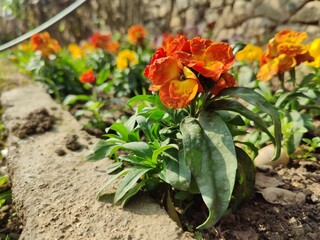 Erysimum cheiri, common wallflower or Cheiranthus Cheiriflower