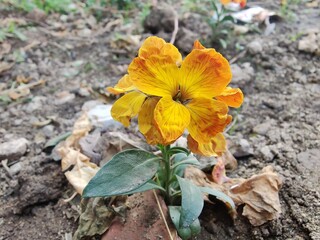 Erysimum cheiri, common wallflower or Cheiranthus Cheiriflower