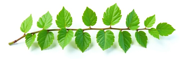 Obraz premium Fresh green branch of Salal Gaultheria Shallon isolated on white background, background, nature