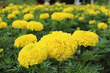 The beautiful blooming marigold flower in the garden