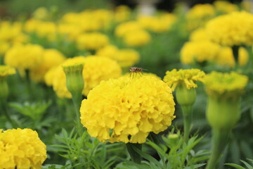 Bee sucking nectar from marigold flowers