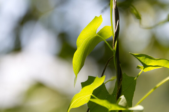 Climbing plant winds its way up the fence, climbing plant grows upwards, sun shines on green leaf, veins of leaf shimmer in the sunlight