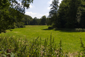 Fototapeta premium idyllic landscape, sunny day, idyllic meadow on a sunny day, pretty landscape with a meadow and plants, blue sky, grassland and many trees