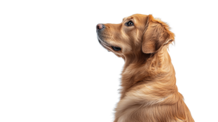 Golden retriever dog looking up with transparent background