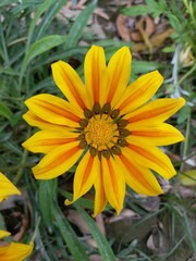 Striped Gazania Flower