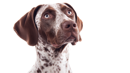 Curious german shorthaired pointer looking up on transparent background