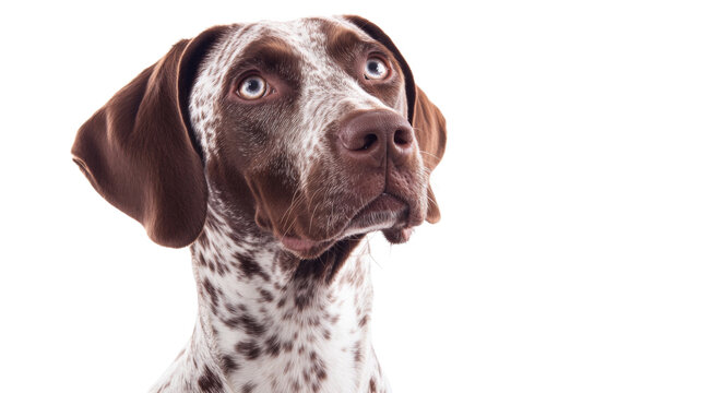 Curious german shorthaired pointer looking up on transparent background