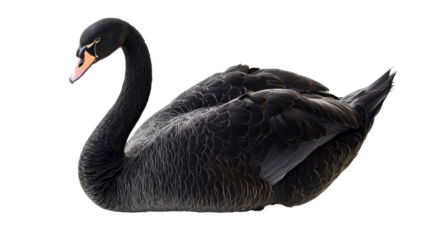 Elegant black swan resting on transparent background