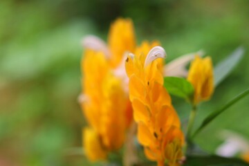 Pachystachys lutea, known as the golden shrimp plant or lollipop plant, is a tropical, soft-stemmed evergreen shrub Bright yellow flowers with elongated, 