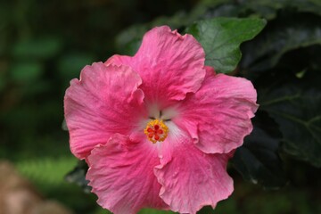 A beautiful pink hibiscus flower with ruffled petals and a darker pink center. The flower stands...