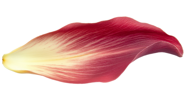 Single red and yellow tulip petal on transparent background