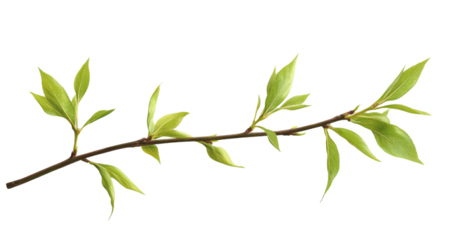 Branch growing new green leaves on transparent background