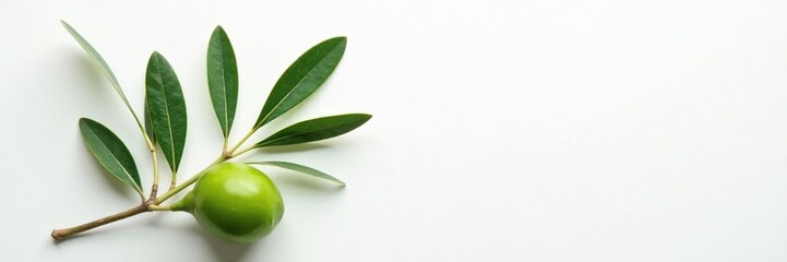 Peaceful olive branch on white background with subtle texture, serenity, green, harmony