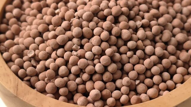 Close-up of dried sago seeds