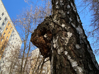 Birch fungus Chaga parasitizes on birch tree trunk within the city limits near a house. Inonotus...