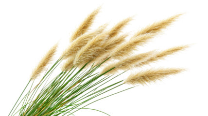 Pampas grass blowing in the wind on transparent background