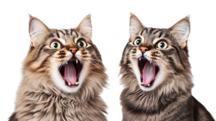 Two surprised cats meowing with open mouth on transparent background