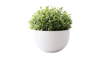 Small green plant growing in a white pot with transparent background