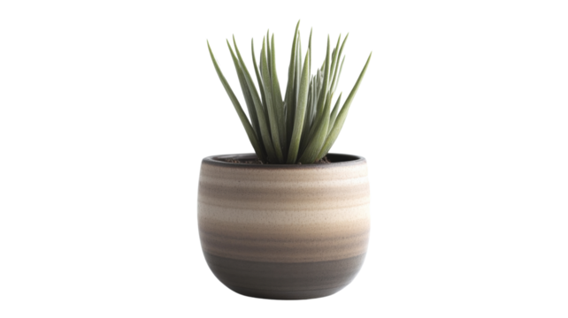 Small potted plant with transparent background for easy integration