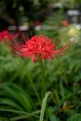 鎌倉2410Y　英勝寺5　曼珠沙華