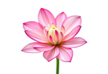 Fototapeta premium A single vibrant bloom, petals unfurled, isolated on pure white, element, nature