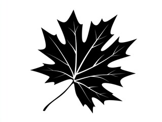Fototapeta premium Black maple leaf isolated on white; autumn design