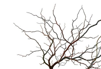 Obraz premium Bare, twisted branches isolated on pure white , image, branches