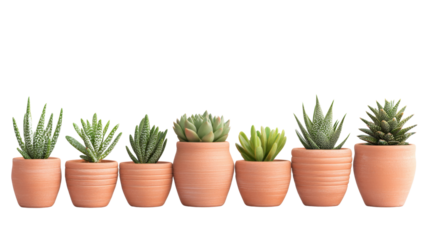 Seven small succulents growing in terracotta pots on transparent background