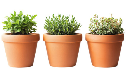 Fototapeta premium Aromatic herbs growing in terracotta pots with transparent background
