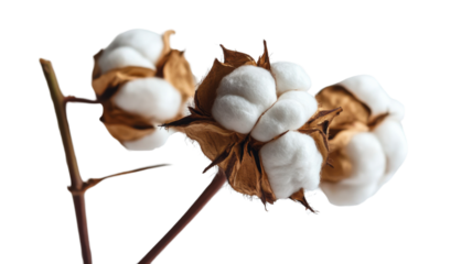 Cotton plant showing fluffy cotton bolls on transparent background