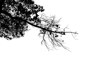 Black and white image of a natural large branch of an old oak tree with leaves on a transparent background