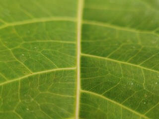 aesthetic green leaf surface abstract design