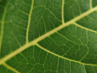 aesthetic green leaf surface abstract design